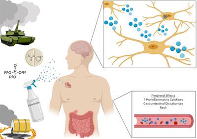 The Innate Immune System and Inflammatory Priming: Potential Mechanistic Factors in Mood Disorders and Gulf War Illness